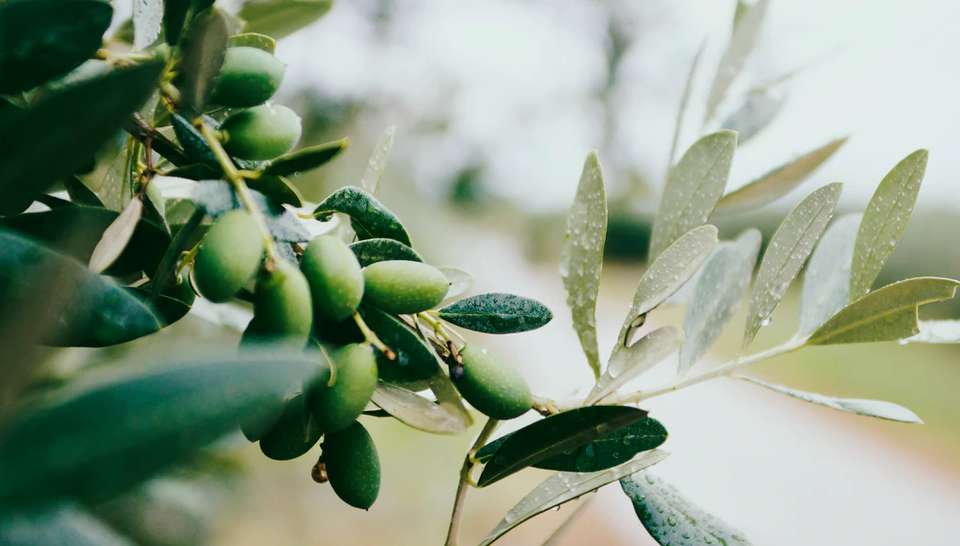 Les produits du terroir de Cornillon-Confoux